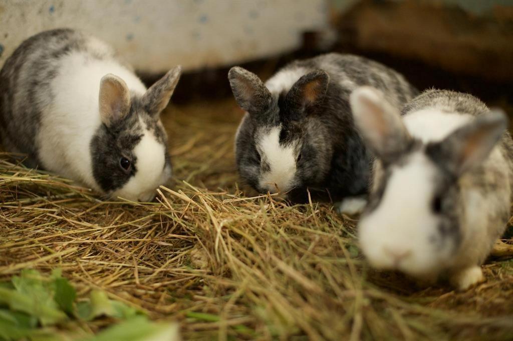 Ferienwohnung Kribs Arzfeld エクステリア 写真